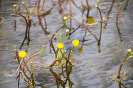 Image of yellow water buttercup