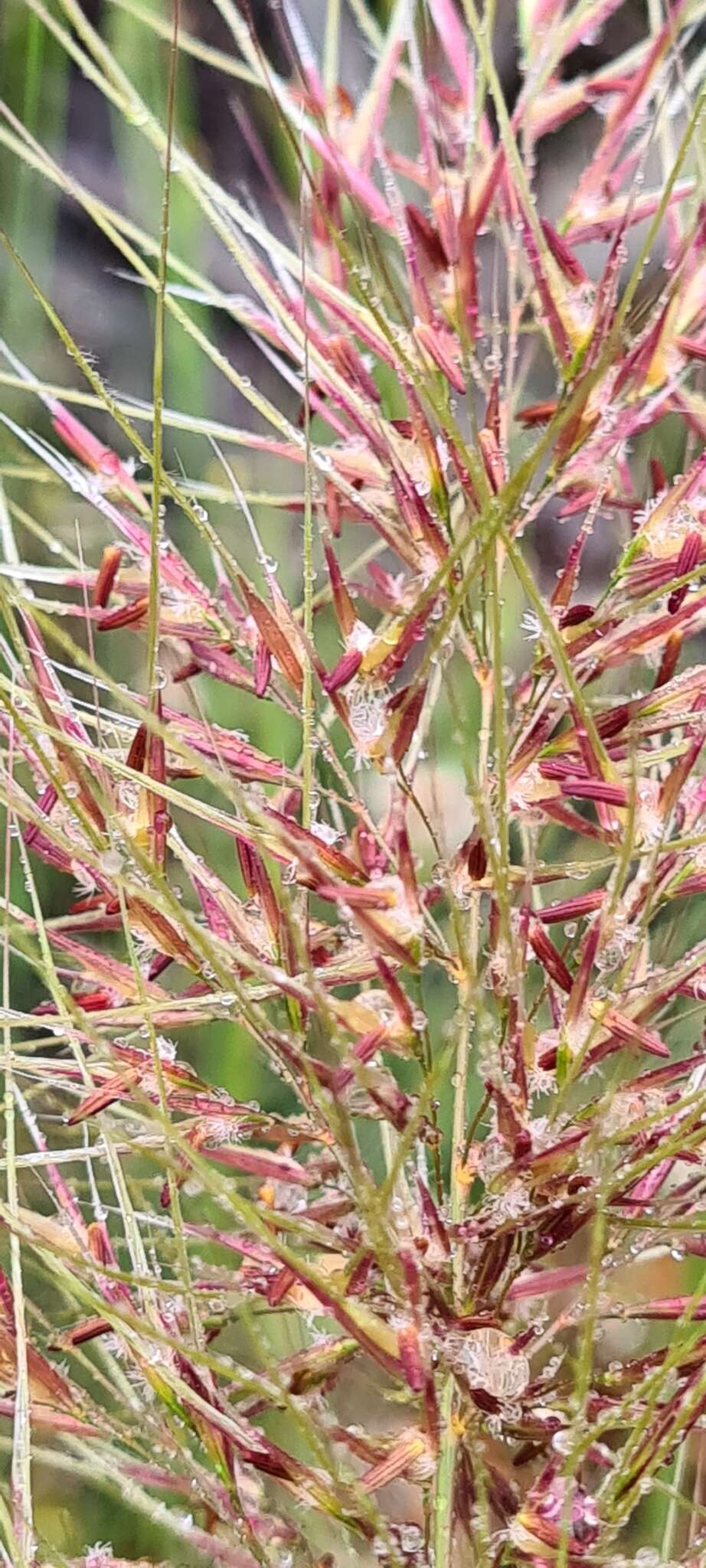 Image of Austrostipa densiflora (Hughes) S. W. L. Jacobs & J. Everett