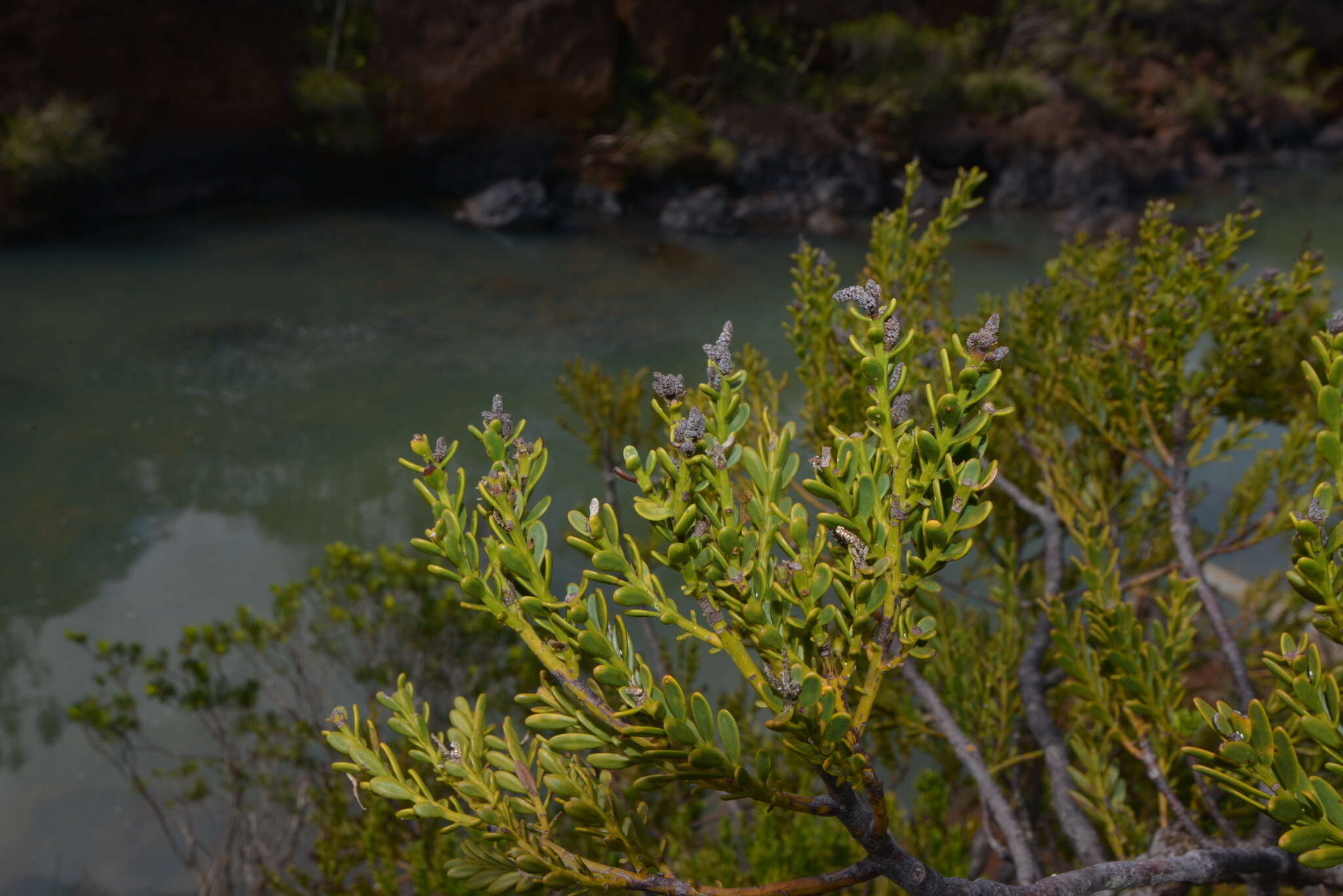 Image of New Caledonia retrophyllum