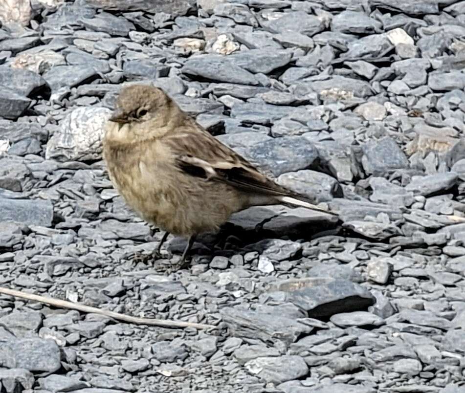 Image of Plain Mountain Finch