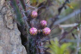 Corryocactus squarrosus (Vaupel) Hutchison resmi