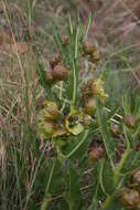 Imagem de Pachycarpus macrochilus (Schltr.) N. E. Br.