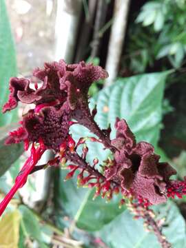 Image of Cardinal's guard flower