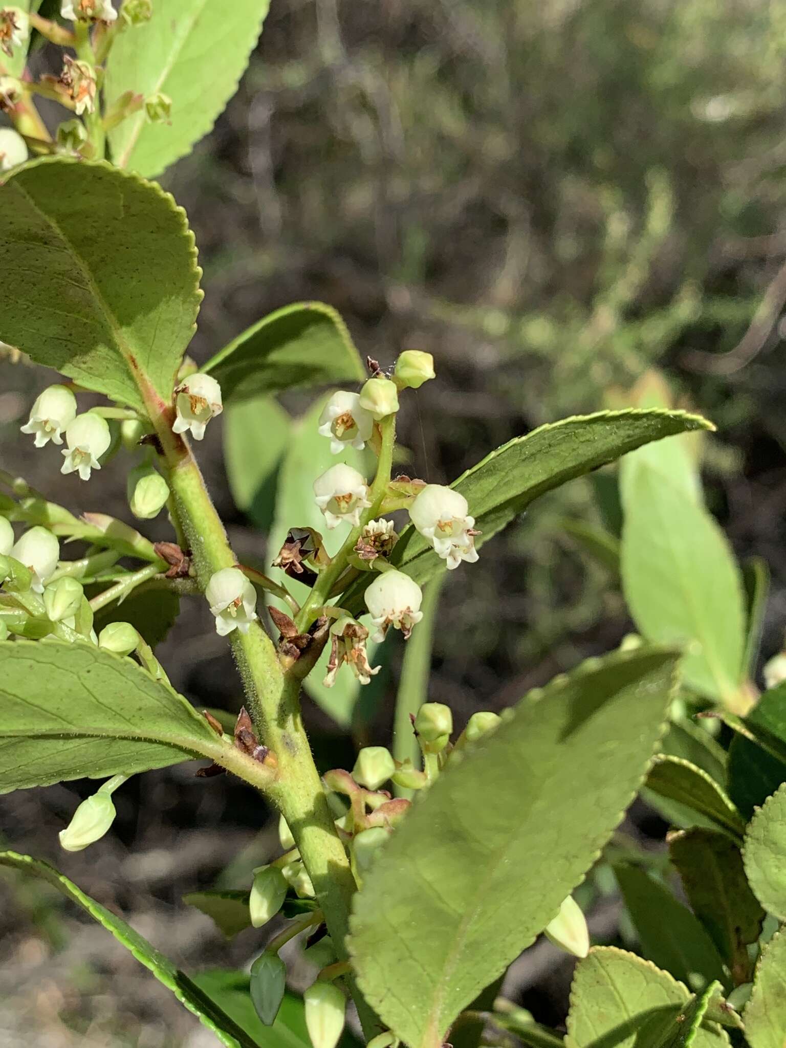 Image of Vaccinium exul Bolus