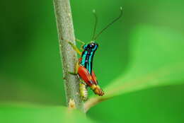 Image of Taeniophora femorata Bruner & L. 1907