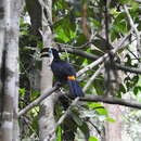 Image de Ramphastos vitellinus culminatus Gould 1833