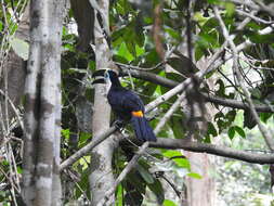 Image de Ramphastos vitellinus culminatus Gould 1833