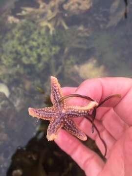 Image of Common sea star