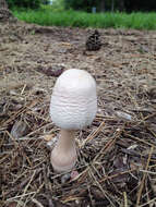 Image of Leucoagaricus americanus (Peck) Vellinga 2000