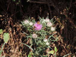 Plancia ëd Cirsium tenoreanum Petr.