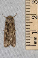 Image of Yellow-striped Armyworm Moth