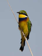 Image of Blue-breasted Bee-eater