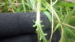 Image of Leucanthemum vulgare subsp. vulgare