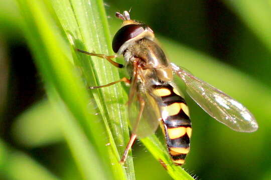 Image de Eupeodes fumipennis (Thomson 1869)