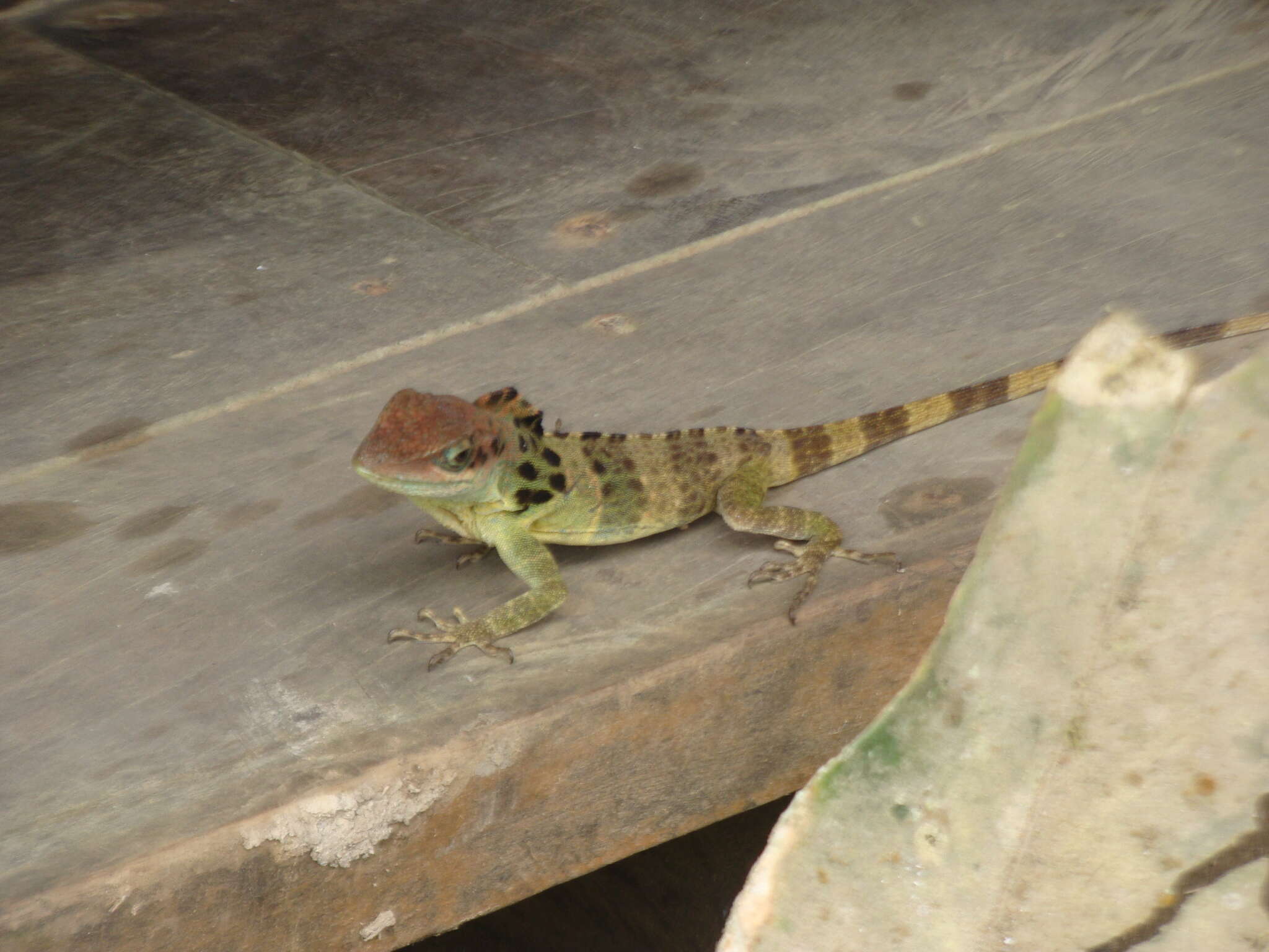 Imagem de Anolis fraseri Günther 1859