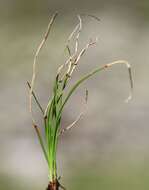 Imagem de Carex curvula All.