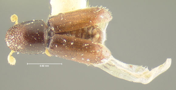 Image of <i>Cryphalus asperulus</i>