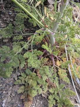 Image of Astrodaucus littoralis (Bieb.) Drude