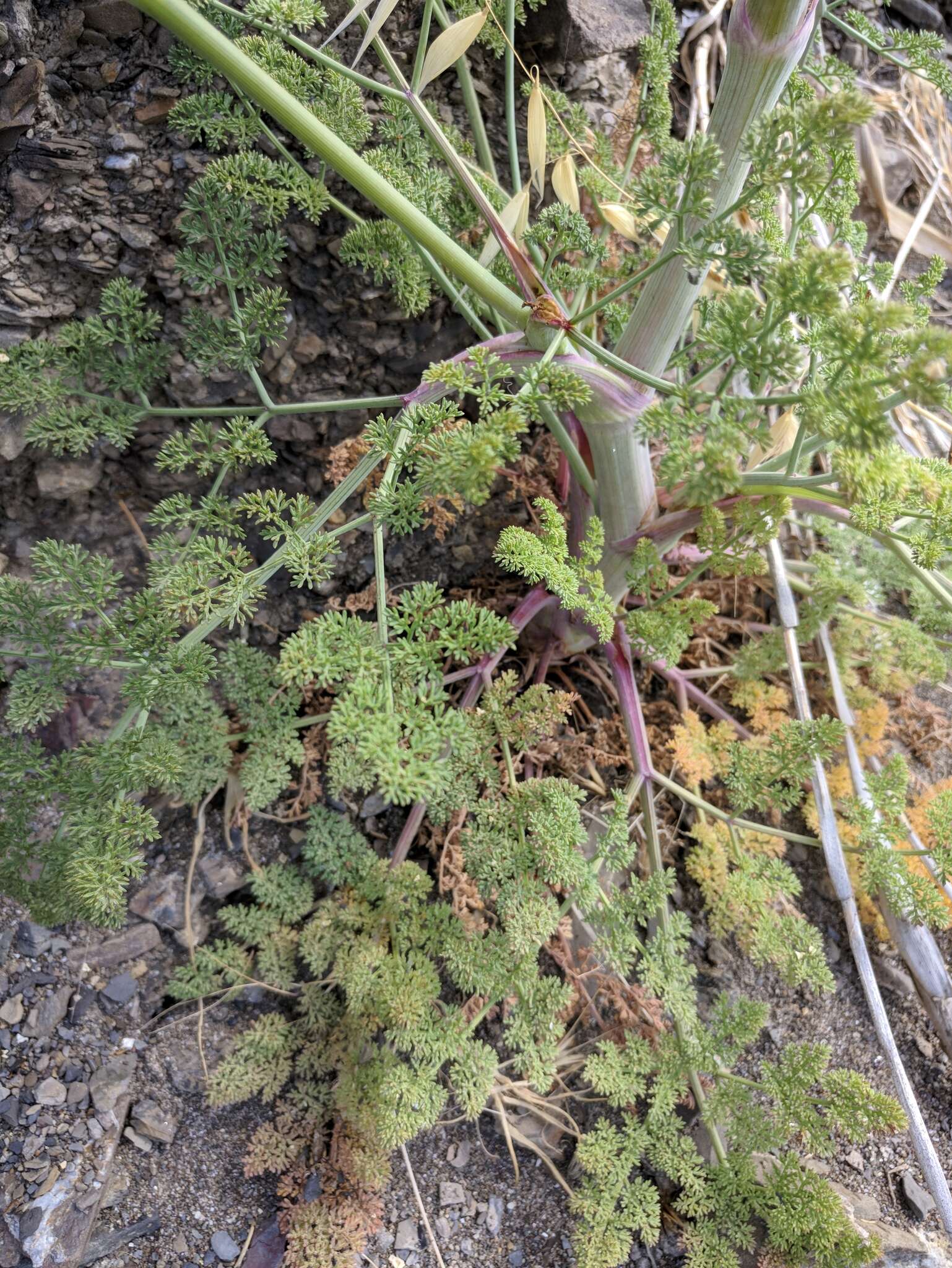 Imagem de Astrodaucus littoralis (Bieb.) Drude