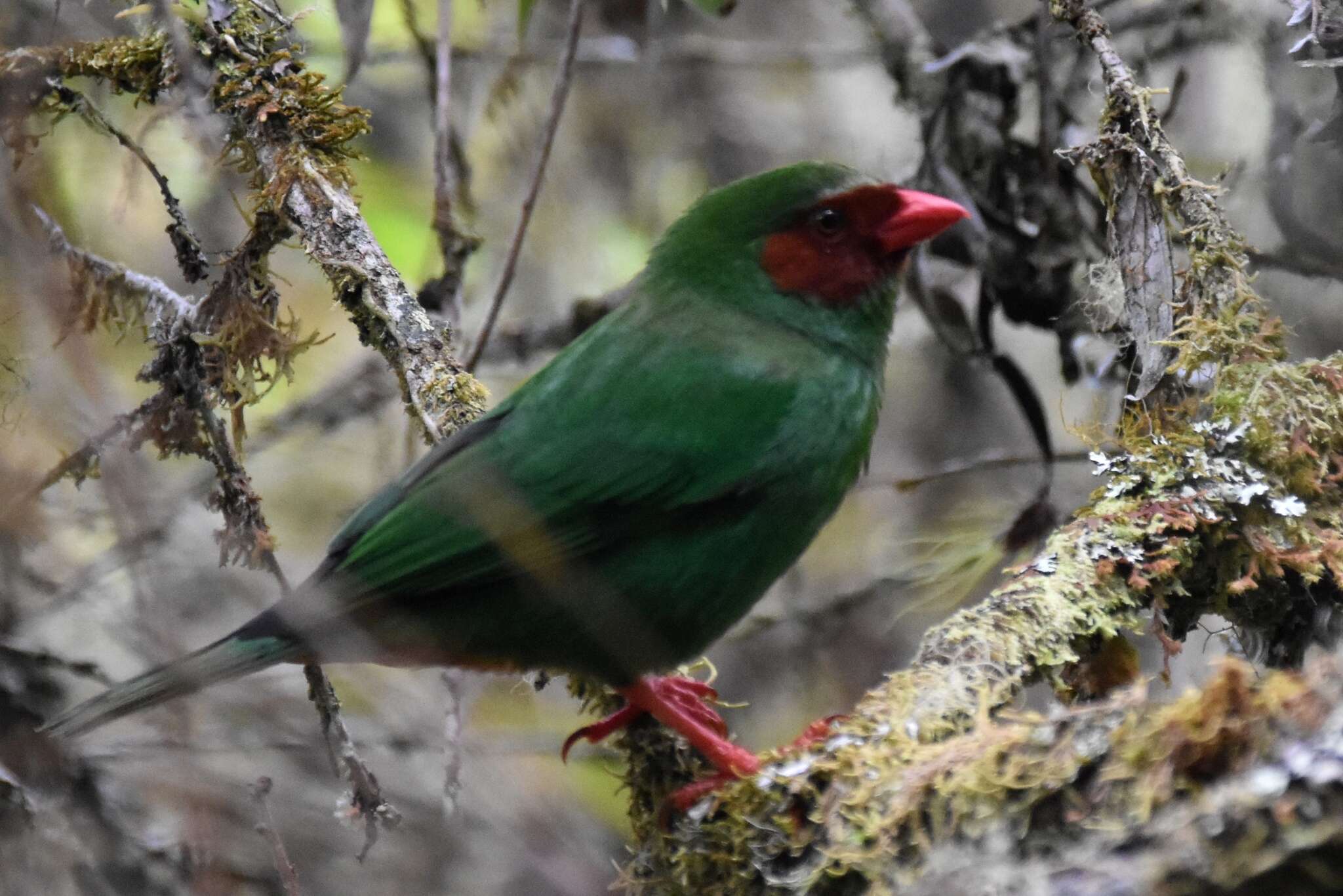 Chlorornis Reichenbach 1850的圖片