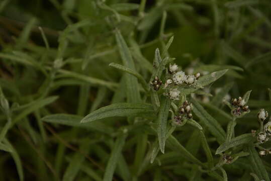 Image de Anaphalis royleana DC.