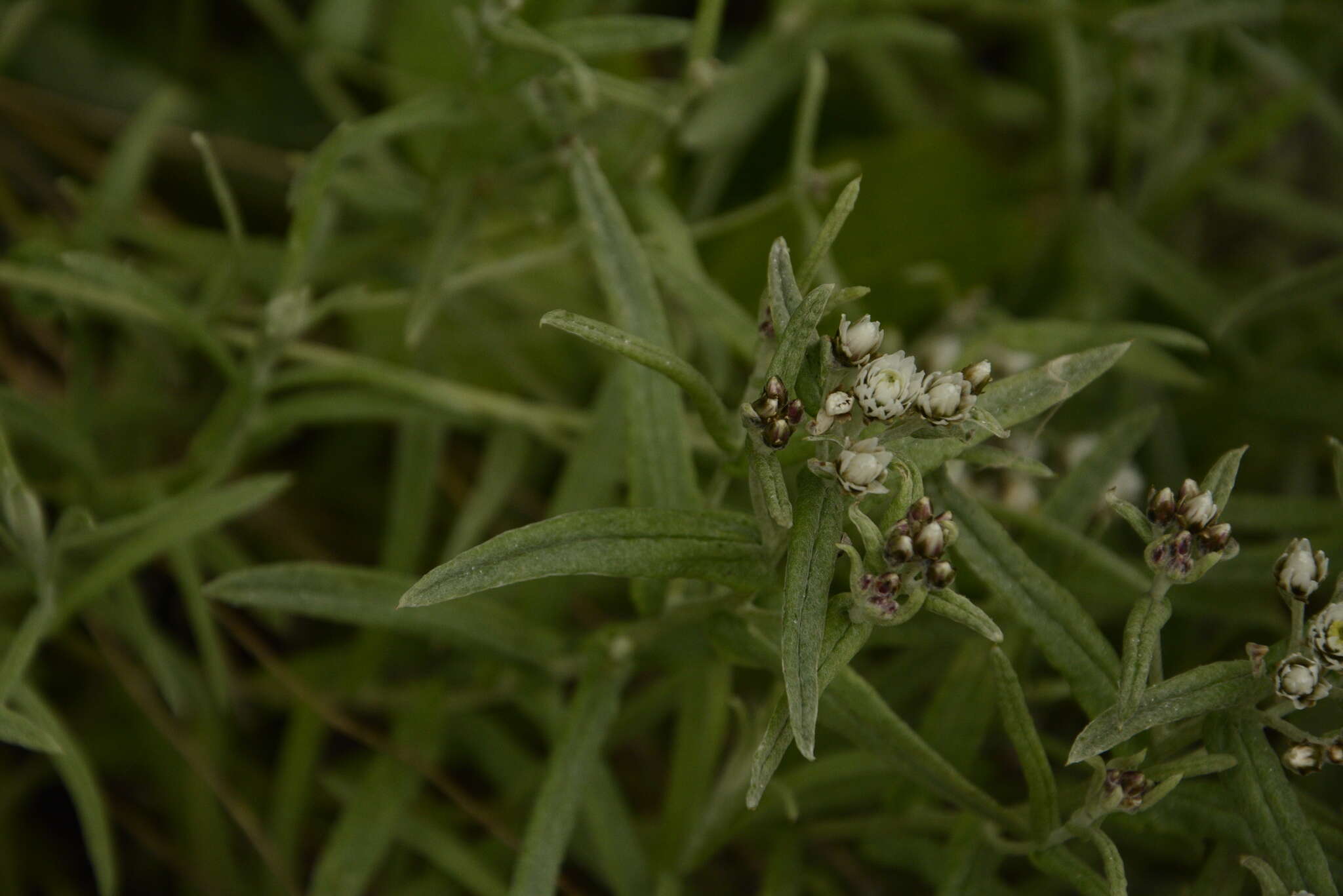 Image of Anaphalis royleana DC.