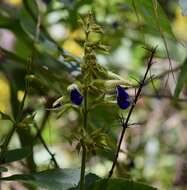 Imagem de Salvia albocaerulea Linden