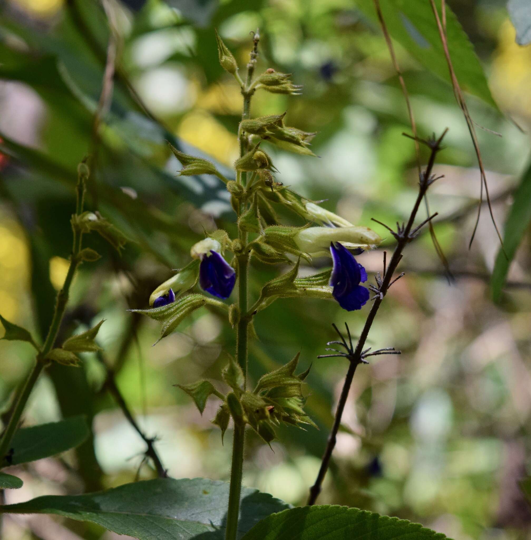 صورة Salvia albocaerulea Linden