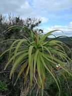 Image of Aloe pluridens Haw.