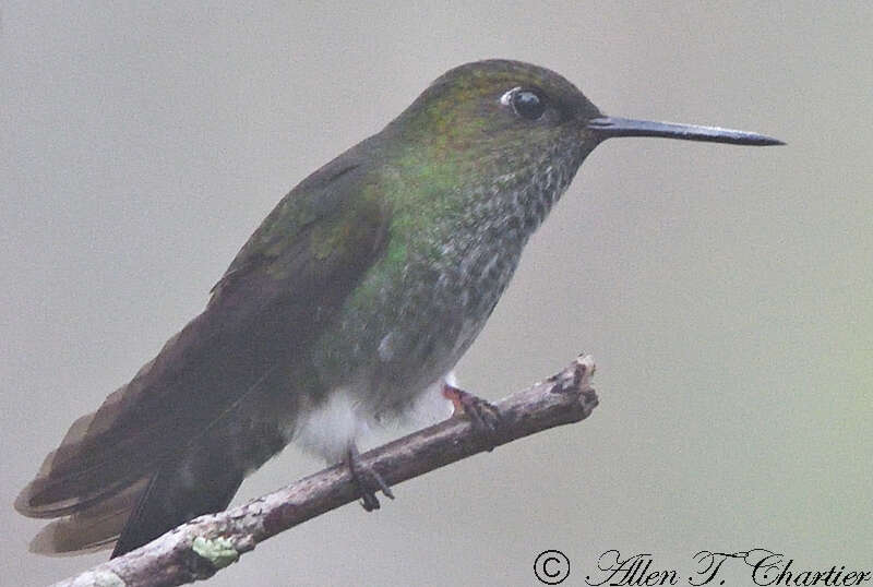 Image of pufflegs