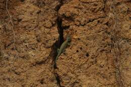 Image of Guatemalan Emerald Spiny Lizard