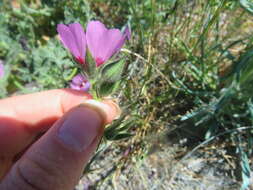 Image of Keck's checkerbloom