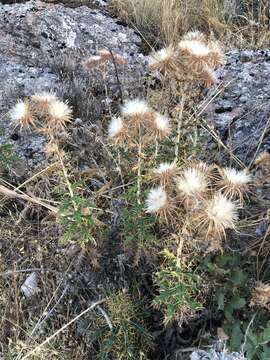 Image de Ptilostemon hispanicus (Lam.) W. Greuter