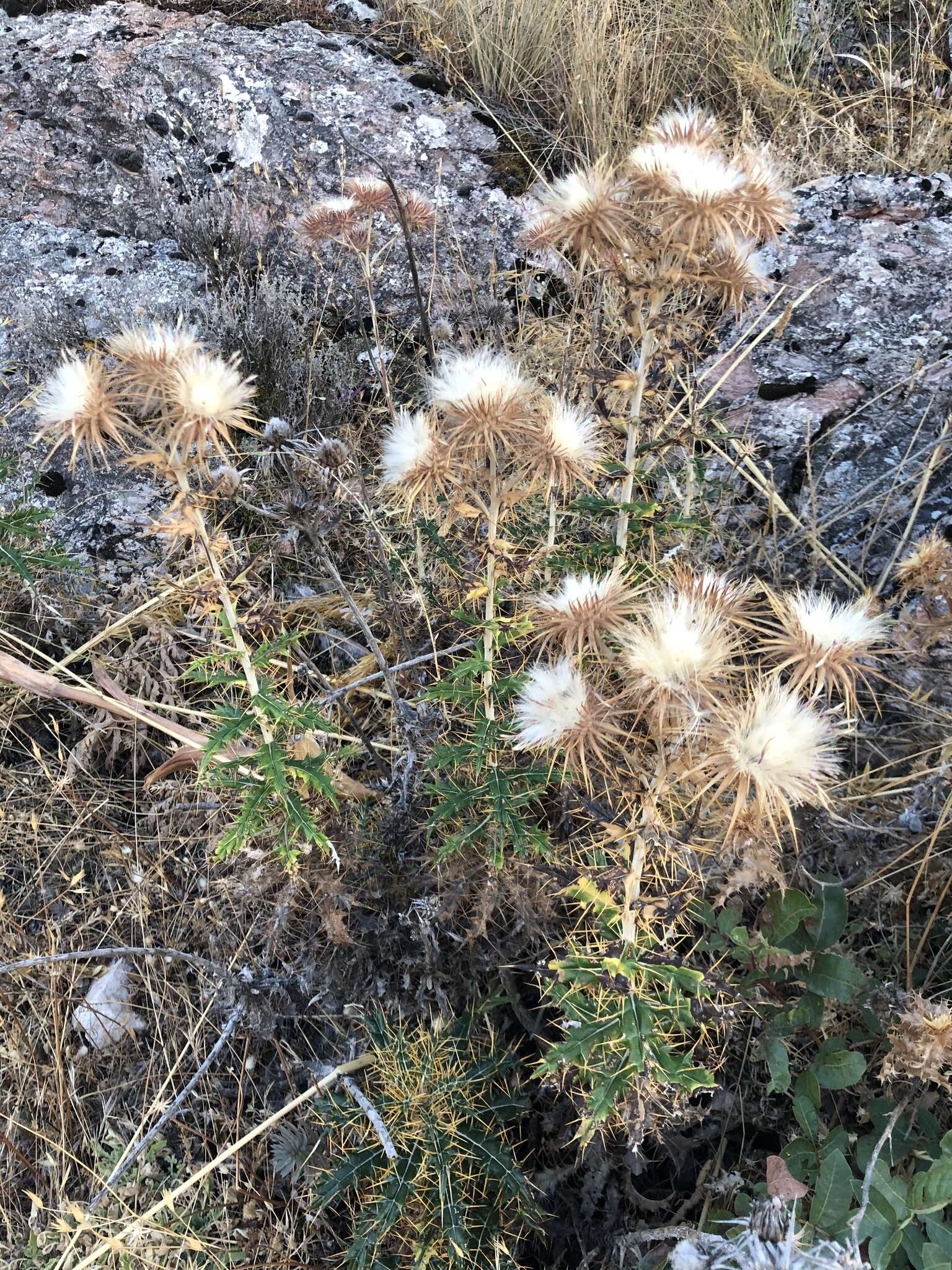 Imagem de Ptilostemon hispanicus (Lam.) W. Greuter