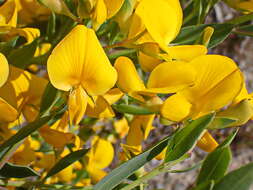 Image of <i>Rafnia <i>racemosa</i></i> subsp. racemosa