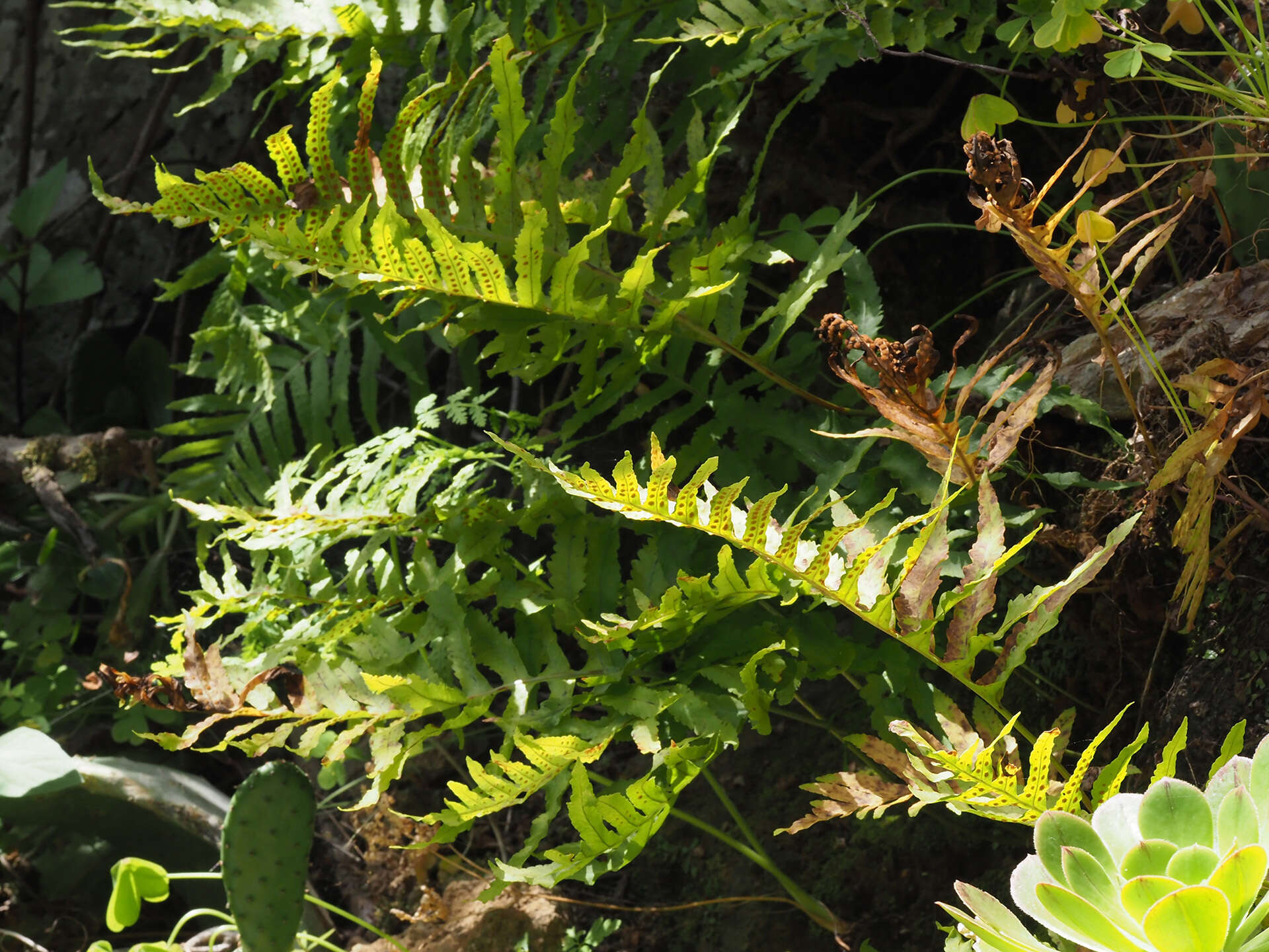 Plancia ëd Polypodium cambricum subsp. macaronesicum (Bobrov) Fraser-Jenkins