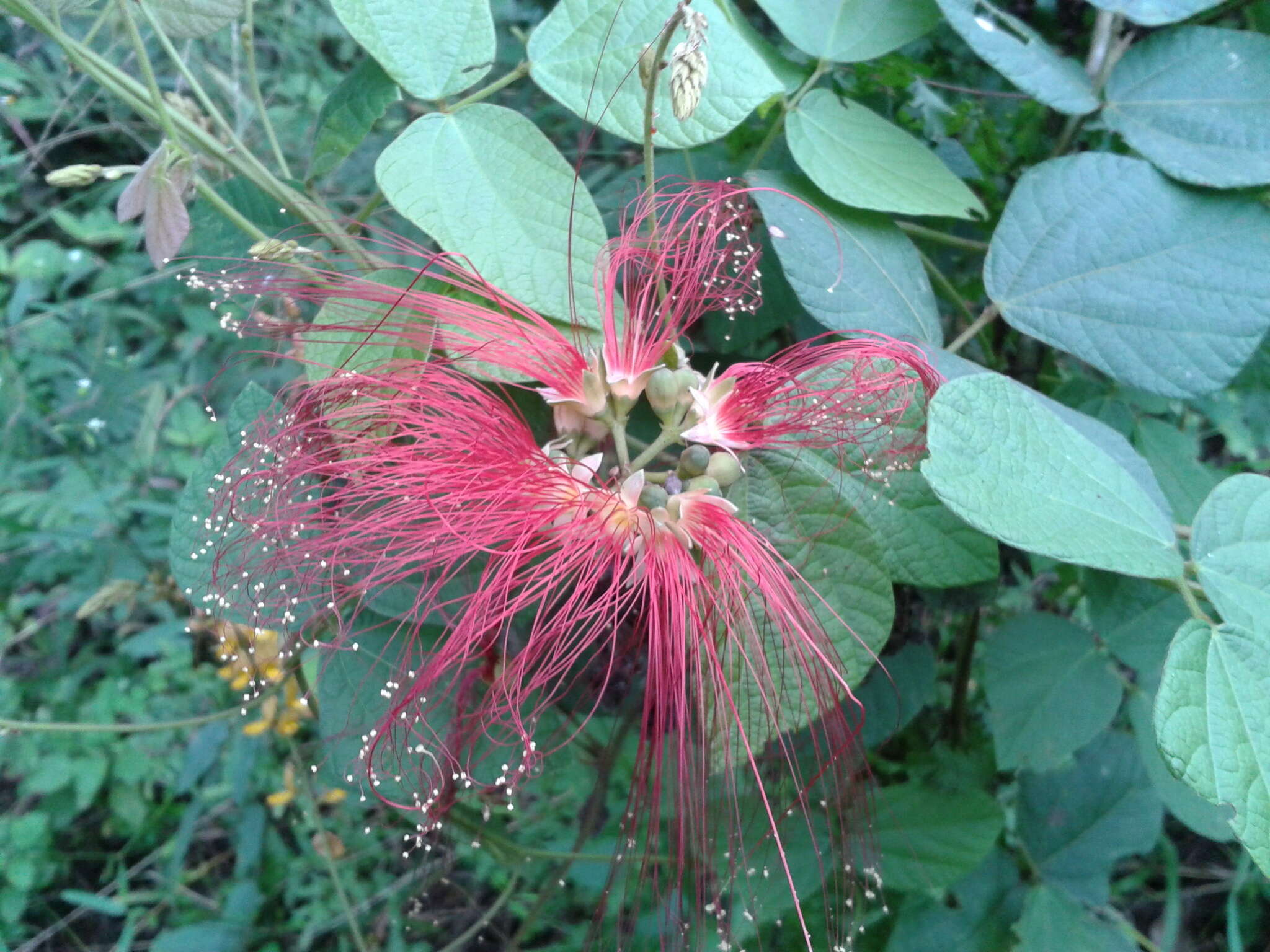 Image of Calliandra houstoniana var. anomala (Kunth) Barneby