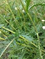 Image of Achillea inundata Kondrat.