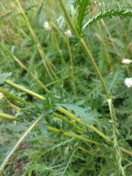 Image of Achillea inundata Kondrat.