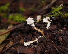 Image of <i>Cordyceps tenuipes</i>