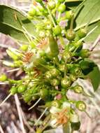 Image of Vaccinium madagascariense (Thou. ex Poir.) Sleum.