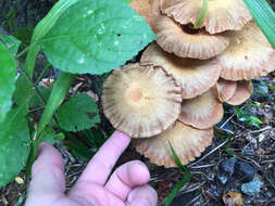 Image of Omphalotus illudens (Schwein.) Bresinsky & Besl 1979