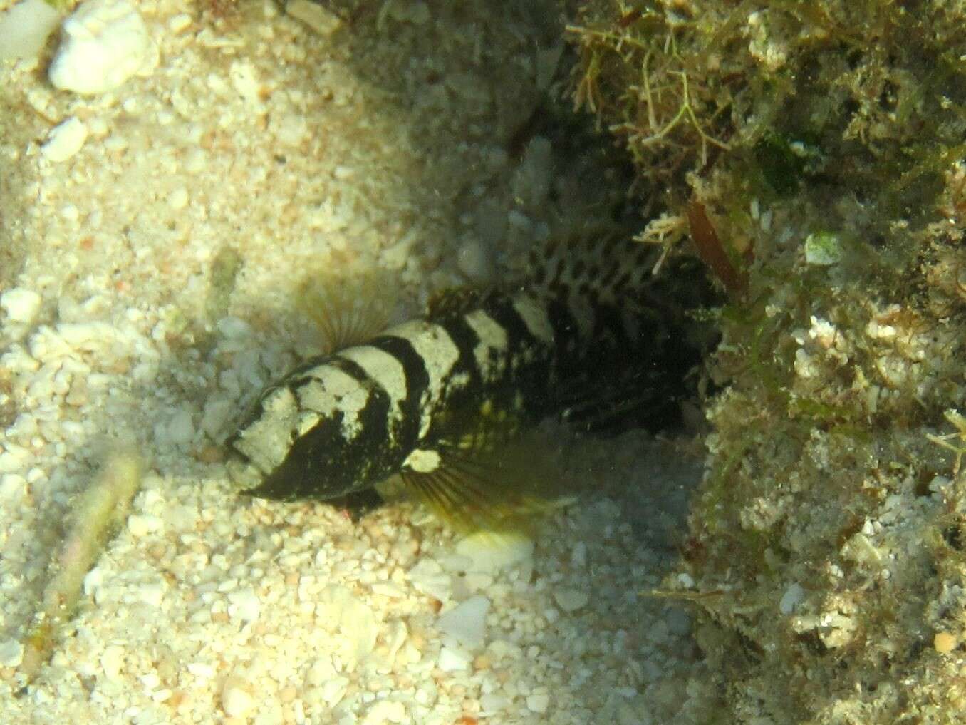 Image of Prawn-goby prawngoby shrimp-goby