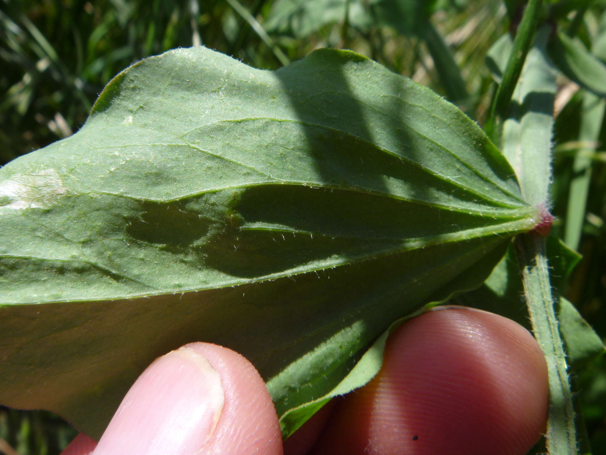 Image of Sweet Pea