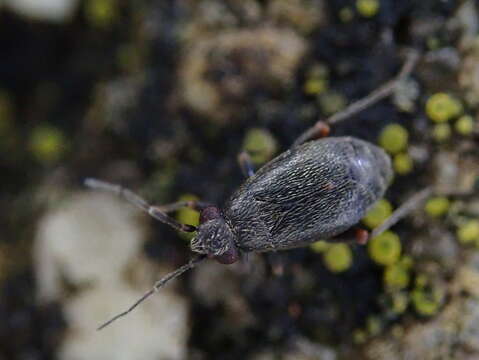 Image of Chlamydatus evanescens (Boheman 1852)