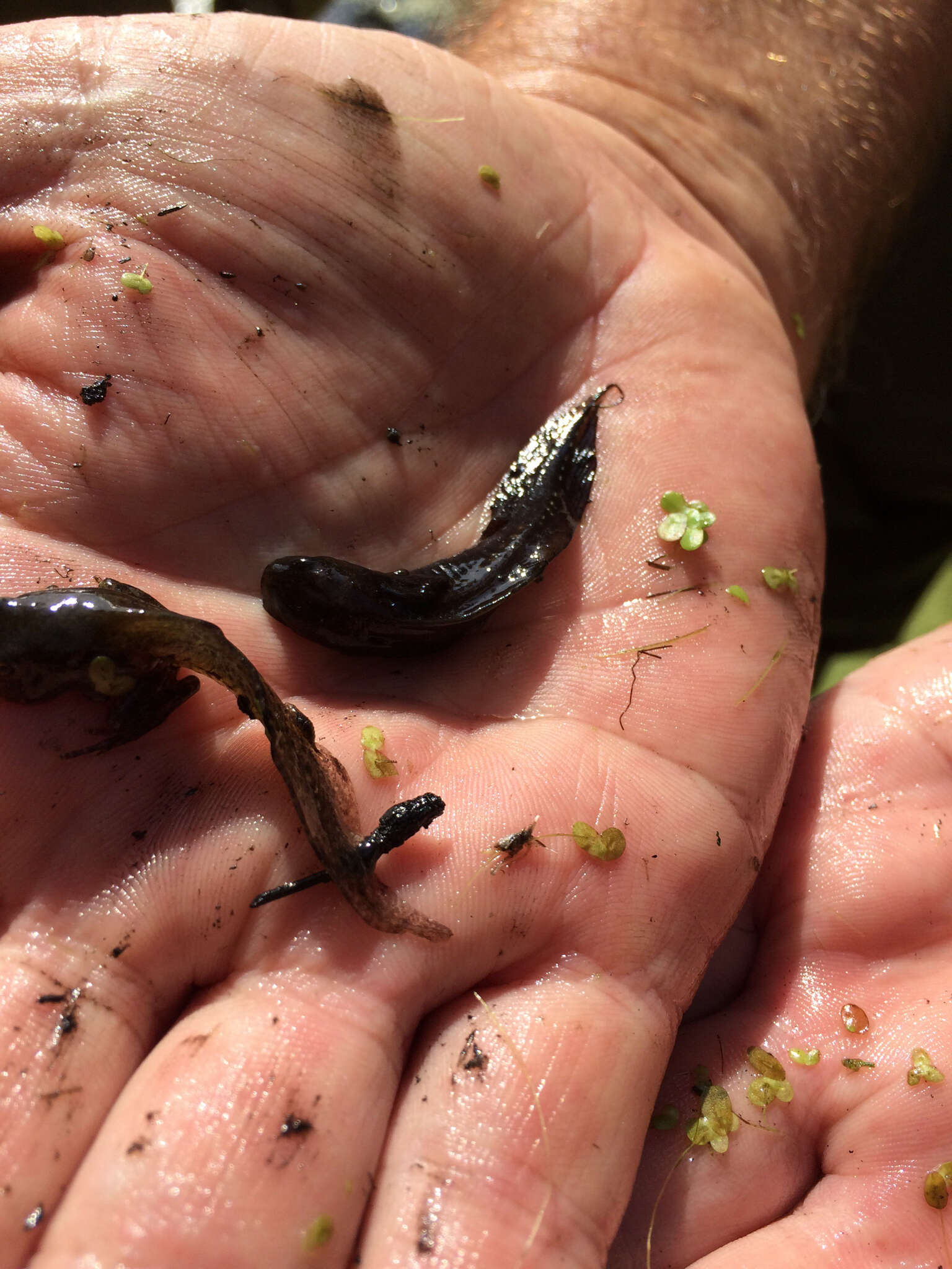 Image of Danube Crested Newt