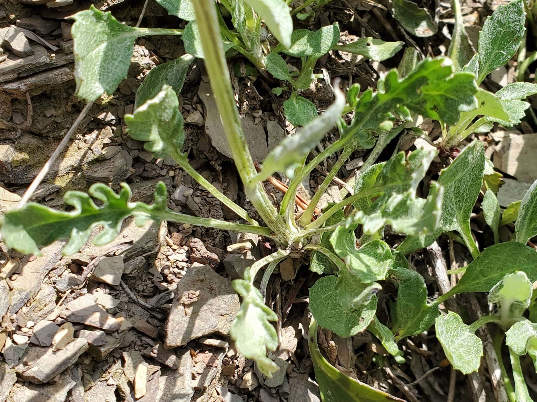 Image of shale barren ragwort