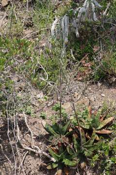 Image of Gasteria excelsa Baker