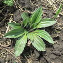 Imagem de Plantago depressa subsp. turczaninowii (Ganesch.) N. N. Tzvel.