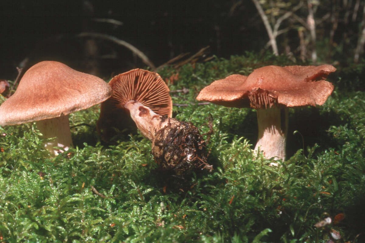 Image of Cortinarius malachius (Fr.) Fr. 1838